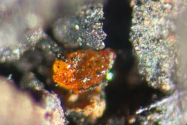 Lần đầu tiên phát hiện hổ phách ở Nam Cực