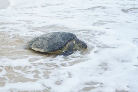 Rùa biển 50 kg mắc lưới ngư dân Hà Tĩnh: Loài cực quý hiếm! 