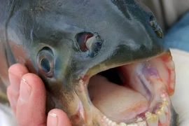 Top ba loài động vật “lạ, dị” nhất hành tinh, phát hoảng khi nhìn