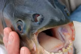 Top ba loài động vật “lạ, dị” nhất hành tinh, phát hoảng khi nhìn