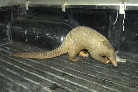 Voi cái cô đơn và loạt động vật hoang dã “đi lạc” ở Việt Nam