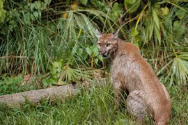 Những loài vật thoát cảnh tuyệt chủng nhờ sinh vật xâm lấn