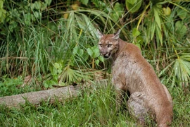 Những loài vật thoát cảnh tuyệt chủng nhờ sinh vật xâm lấn