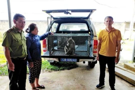 3 con khỉ đưa về Vườn quốc gia Phong Nha là loài nguy cấp