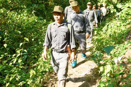 Hình thành thị trường tín chỉ carbon rừng của Việt Nam