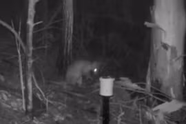 Xuất hiện "quái thú" nửa mèo nửa chuột túi, giới khoa học bối rối