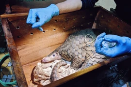 Hai cá thể tê tê vàng mới được giải cứu: Loài cực nguy cấp!