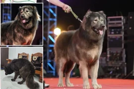 Chú chó 8 tháng tuổi "giá chát" 145 tỷ đồng, đại gia quyết mua