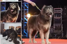 Chú chó 8 tháng tuổi "giá chát" 145 tỷ đồng, đại gia quyết mua