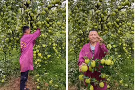 Cây táo "đẻ" nhiều nhất thế giới, dân mạng kêu "vỡ kế hoạch" rồi
