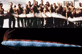 Truyền thuyết về loài cá cứ xuất hiện là điềm báo động đất