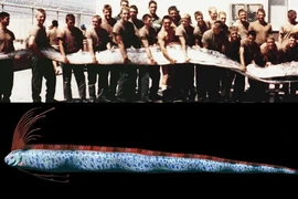 Truyền thuyết về loài cá cứ xuất hiện là điềm báo động đất