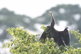 Chim cổ rắn xuất hiện ở Gò Vấp: Động vật quý hiếm trong Sách đỏ 