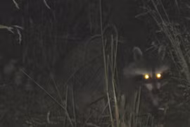 Mở mộ 500 tuổi của nhà sư, tái mặt thấy 2 “quái thú” chạy ra