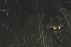 Mở mộ 500 tuổi của nhà sư, tái mặt thấy 2 “quái thú” chạy ra