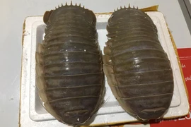 Sự thật về loài bọ biển khổng lồ đắt hơn tôm hùm 