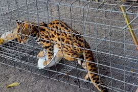 Đặt bẫy bắt được “thủ phạm ăn cắp gà“ ở TP.HCM: Loài cực hiếm!