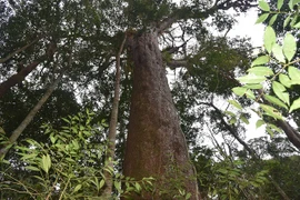 'Cây thần linh' quý hiếm nhất thế giới, chỉ Việt Nam có