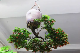 Mua cây “rẻ tiền” về trồng “ngược”, khách trả cả chục triệu vẫn không bán