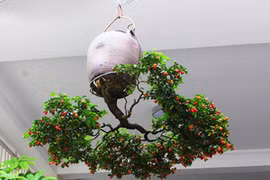 Mua cây “rẻ tiền” về trồng “ngược”, khách trả cả chục triệu vẫn không bán