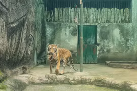 2 hổ con Bengal Thảo Cầm Viên quý hiếm sao được “nâng như trứng”?