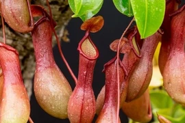 Hơn 100 năm biến mất, loài cây cực hiếm tái xuất ở Việt Nam