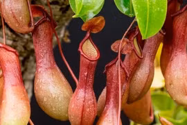 Hơn 100 năm biến mất, loài cây cực hiếm tái xuất ở Việt Nam