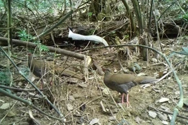 Loại gà quý hiếm vừa được phát hiện ở rừng Pù Hu