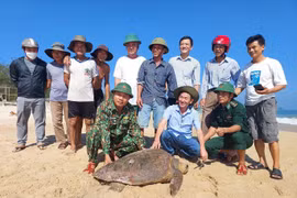 Cá thể Vích siêu hiếm mắc lưới, dân thả ngay về biển Quảng Trị 