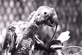 Khó tin con vẹt mào sống thọ 120 tuổi