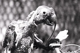 Khó tin con vẹt mào sống thọ 120 tuổi