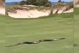 Rắn khổng lồ bất ngờ xuất hiện ở sân golf... lộ sự thật kinh hoàng