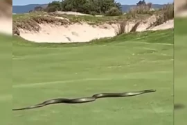 Rắn khổng lồ bất ngờ xuất hiện ở sân golf... lộ sự thật kinh hoàng