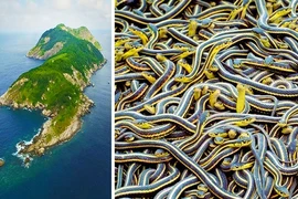 Kinh hãi hòn đảo địa ngục, nơi có loài rắn "tử thần"trú ngụ