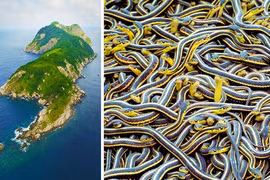 Kinh hãi hòn đảo địa ngục, nơi có loài rắn "tử thần"trú ngụ