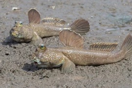 8 sinh vật độc - lạ nhất Việt Nam, số 5 cực đặc biệt 