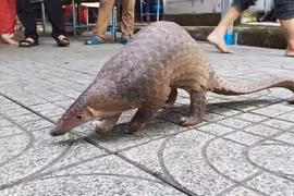 Top động vật đi lạc ở Việt Nam... toàn loài “sánh ngang vàng ngọc” 