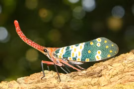 Ngắm “nhan sắc” ảo diệu khó tin của các loài côn trùng đẹp nhất 