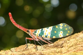 Ngắm “nhan sắc” ảo diệu khó tin của các loài côn trùng đẹp nhất 