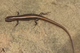 Việt Nam phát hiện loài thằn lằn mới tại Hoà Bình