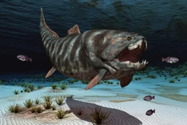 Đáng sợ loài cá có thể cắn đứt đôi cơ thể cá mập trắng