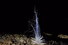 Phát hiện sinh vật lạ ở động Phong Nha - Kẻ Bàng: Loài chưa từng thấy