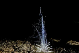 Phát hiện sinh vật lạ ở động Phong Nha - Kẻ Bàng: Loài chưa từng thấy