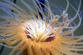 Nóng: Phát hiện mối liên hệ giữa con người và “quái vật” mọc lại đầu