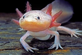 Ba loài động vật kỳ dị nhất Trái Đất, phát hoảng khi nhìn