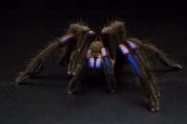 3 loài động vật có màu xanh dương hiếm nhất hành tinh