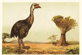 Loài chim lớn nhất thế giới tuyệt chủng trong nháy mắt... giật mình lý do 