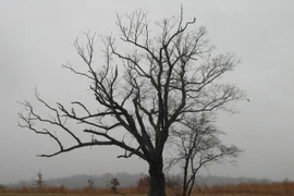 Ám ảnh giai thoại “cây của quỷ” ai chạm vào xui xẻo tận mạng