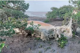 Xác cá voi dạt vào rừng ngập mặn Quan Lạn: Loài cực linh thiêng! 