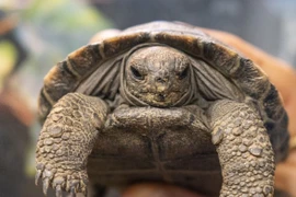 Giật mình rùa biển khổng lồ 100 tuổi lần đầu sinh con 